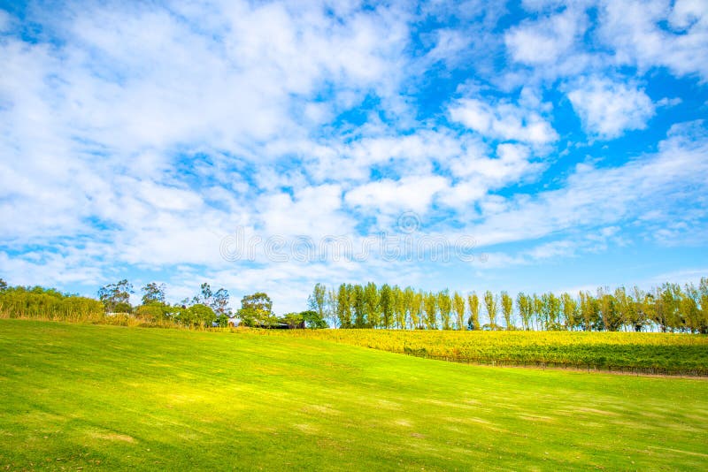 Wiese mit nettem blauem Himmel und Weinberg, Yarra ValleyAustralia lizenzfreie stockfotos Wiese mit nettem blauem Himmel und Weinberg, Yarra ValleyAustralia lizenzfreie stockfotos