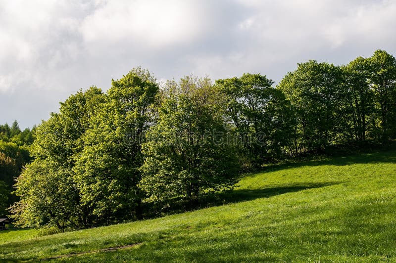Wiese und Bäume lizenzfreie stockbilder Wiese und Bäume lizenzfreie stockbilder
