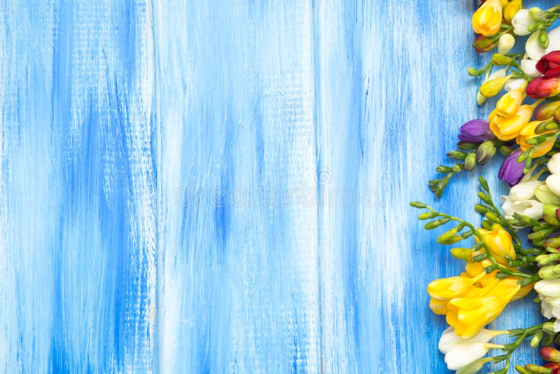 Wiese voll des gelben Löwenzahns Schöne Frühlingsfreesieblumen auf einem blauen hölzernen Hintergrund Farben sind weiß rot, gelb lizenzfreie stockfotos Wiese voll des gelben Löwenzahns Schöne Frühlingsfreesieblumen auf einem blauen hölzernen Hintergrund Farben sind weiß rot, gelb lizenzfreie stockfotos