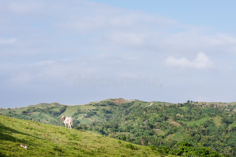 Wiese von Batanes, Philippinen stockbild