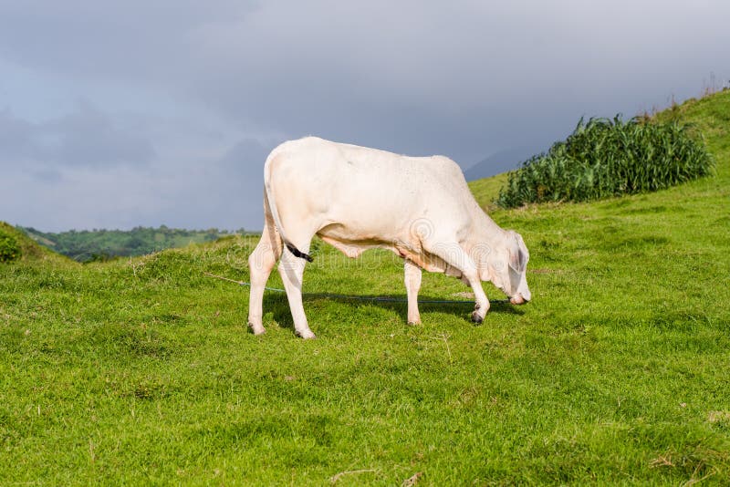Wiese von Batanes, Philippinen lizenzfreies stockfoto
