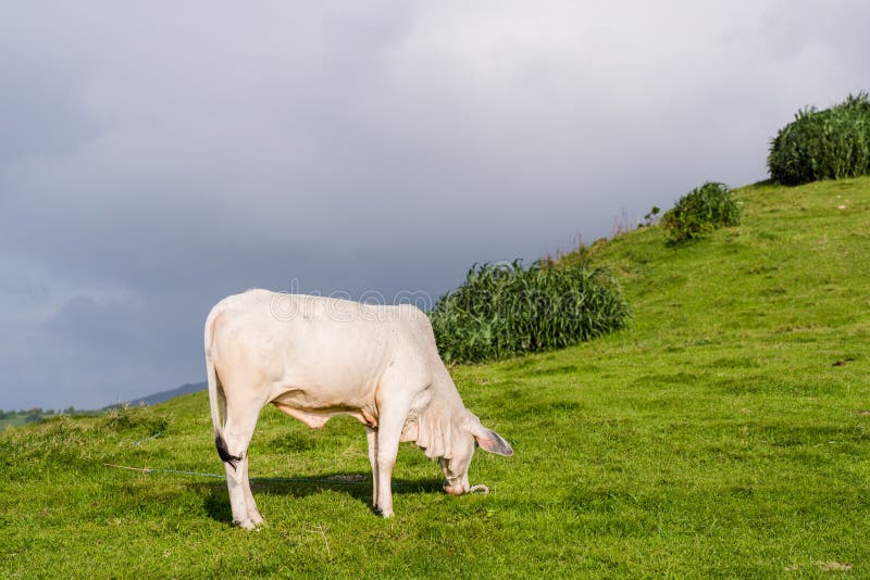 Wiese von Batanes, Philippinen stockbild