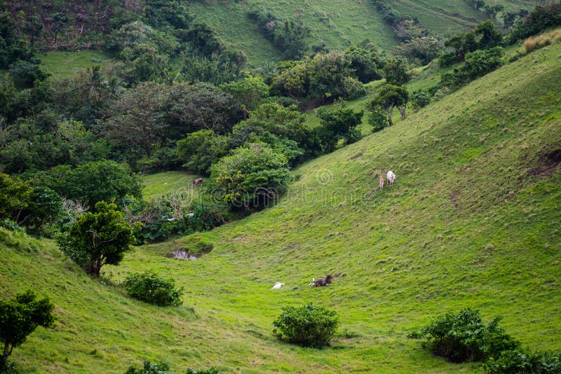 Wiese von Batanes, Philippinen stockbilder