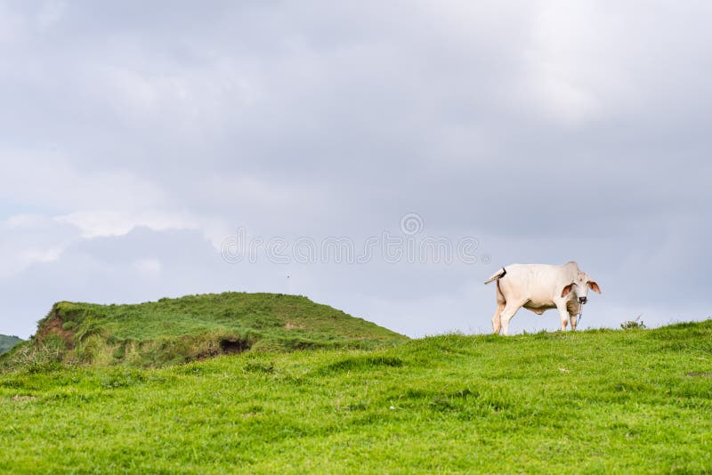 Wiese von Batanes, Philippinen lizenzfreie stockfotografie