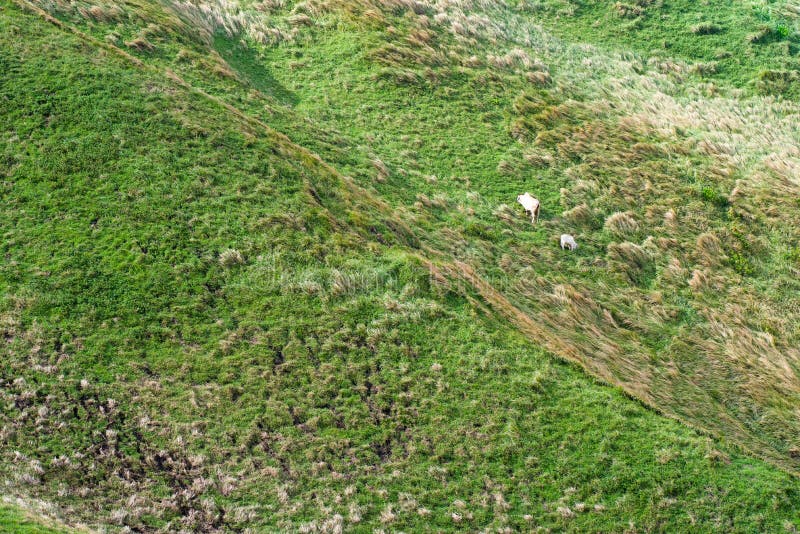 Wiese von Batanes, Philippinen lizenzfreie stockbilder