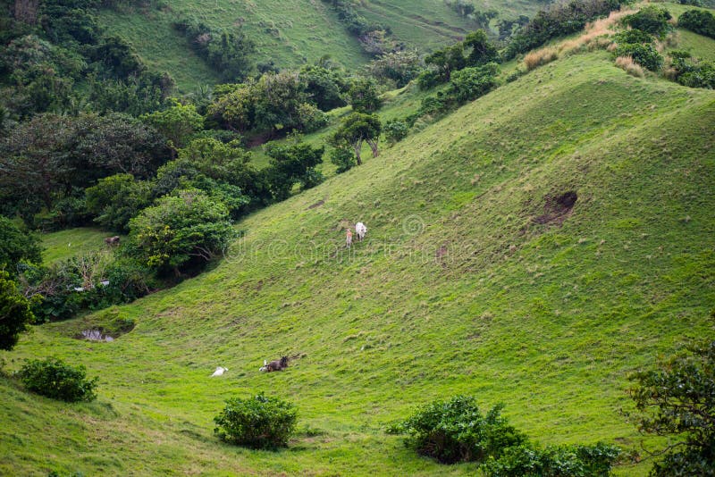 Wiese von Batanes, Philippinen stockfotos