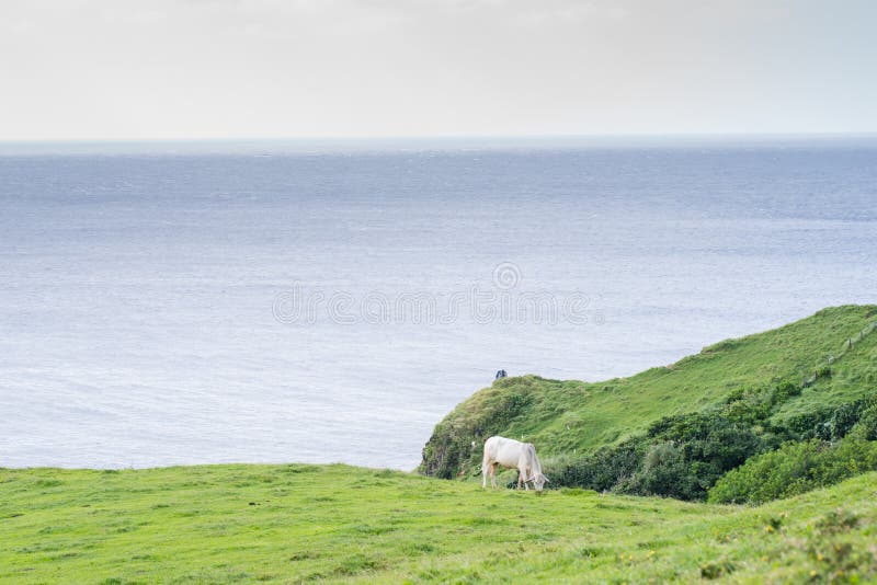Wiese von Batanes, Philippinen stockfotos