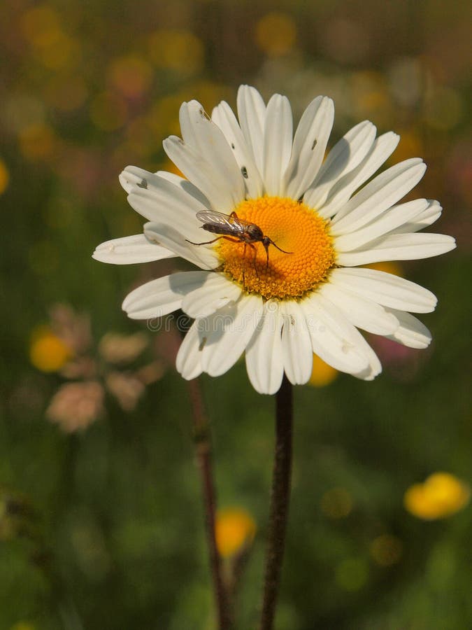 Wiesenblumen in der Blüte Blumenblätter des weißen Gänseblümchens, Abschluss herauf Ansicht lizenzfreies stockbild Wiesenblumen in der Blüte Blumenblätter des weißen Gänseblümchens, Abschluss herauf Ansicht lizenzfreies stockbild