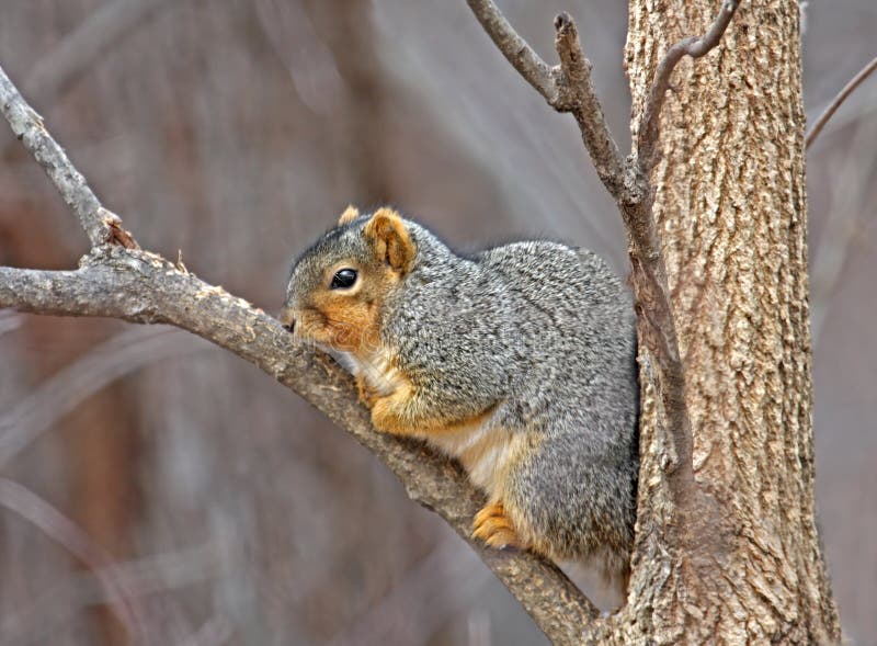 Fox squirrel huddled on a tree branch. Fox squirrel huddled on a tree branch