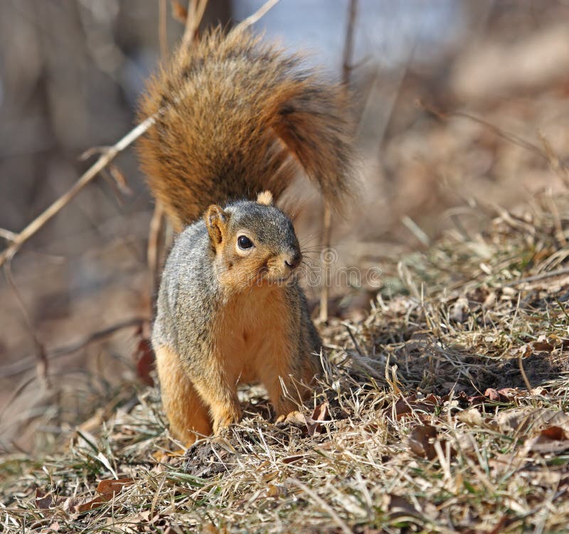 Squirrel on ground tail looking over hill. Squirrel on ground tail looking over hill