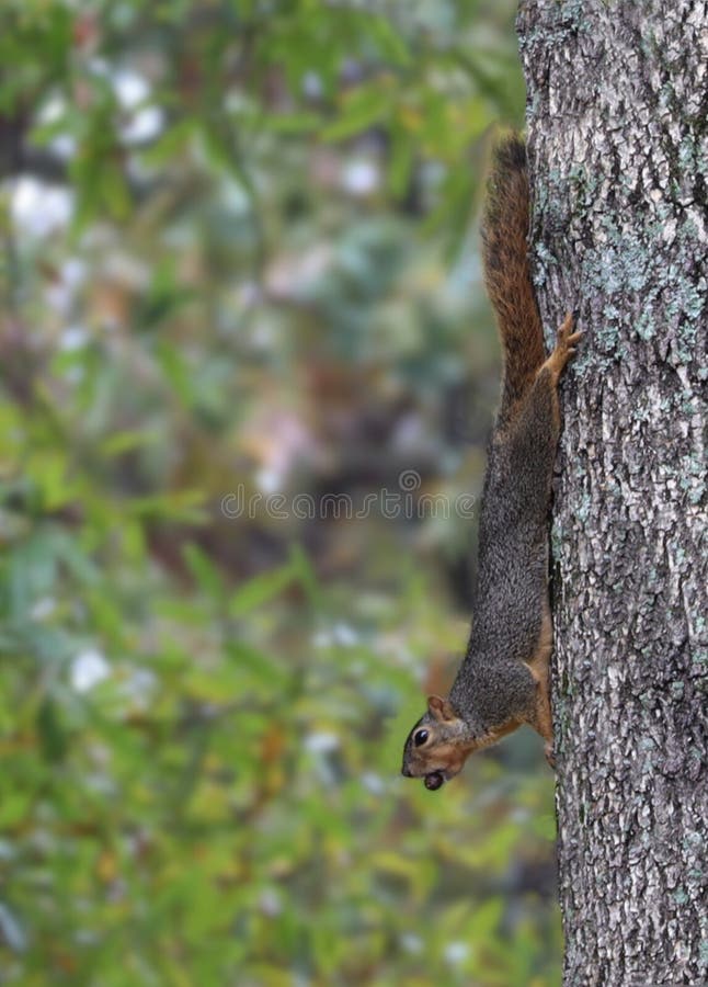 Fox squirrel stretched against the side of a tree with an acorn in it`s mouth. Fox squirrel stretched against the side of a tree with an acorn in it`s mouth.