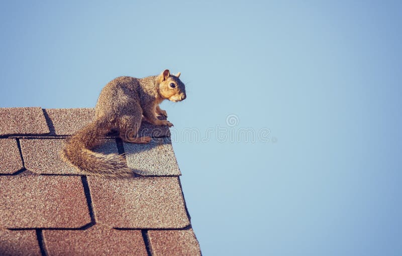 Squirrel on the roof top. Blue sky background with copy space. Squirrel on the roof top. Blue sky background with copy space.