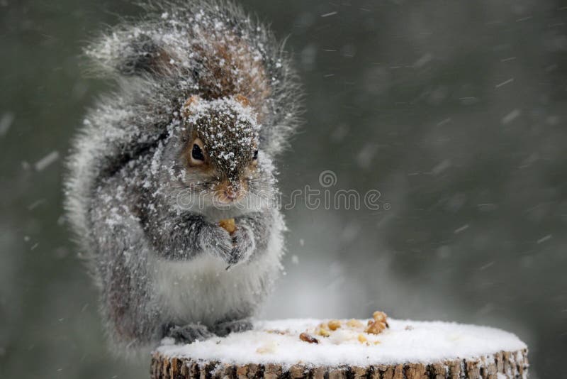 Wiewiórka w zimie