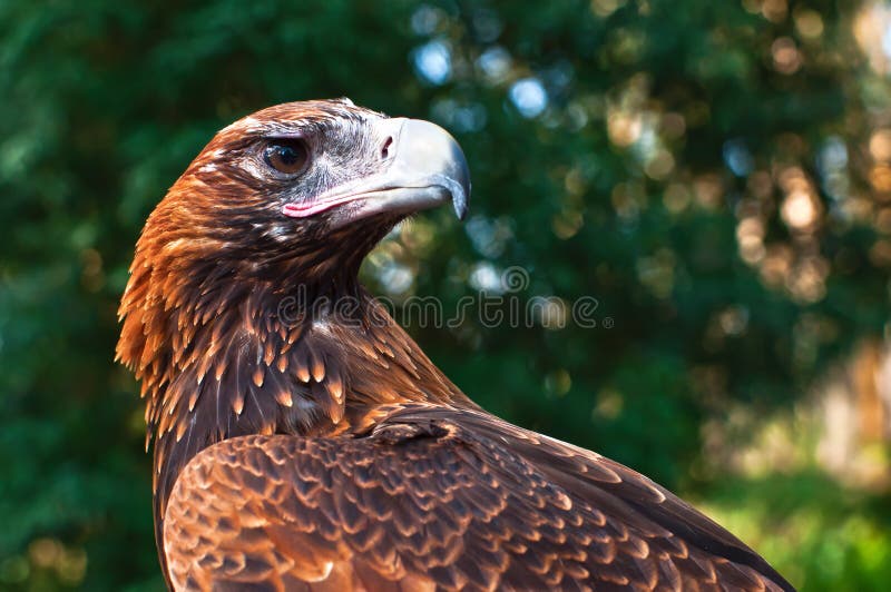 Profile view of the head of a wedge-tailed eagle. Profile view of the head of a wedge-tailed eagle