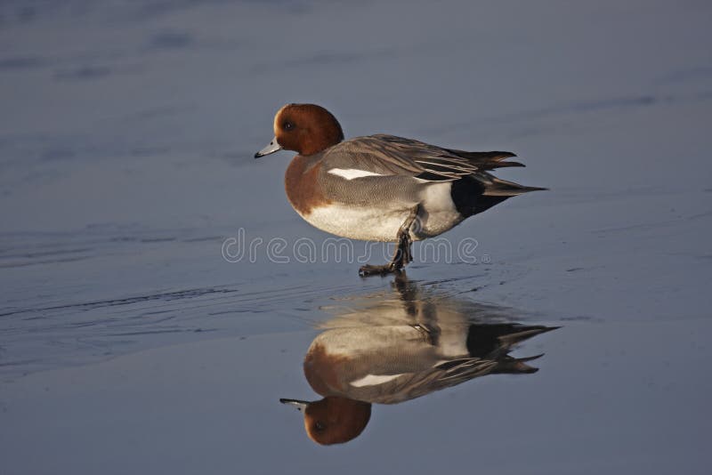 Wigeon royalty free stock photography