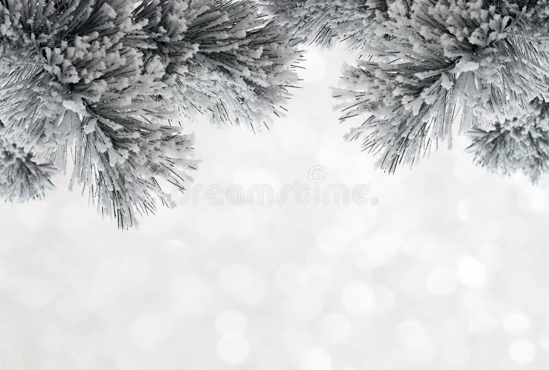 Winter background with snow-covered pine branches