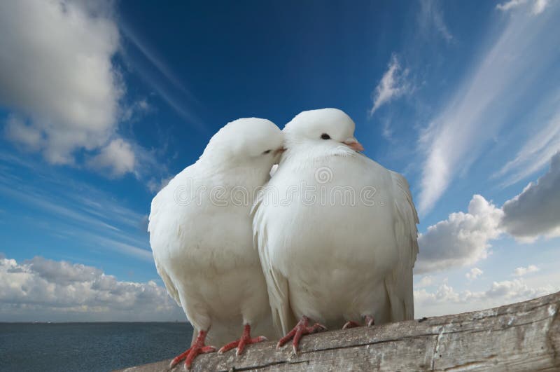Dvaja milujú vtáky proti modrej oblohe.