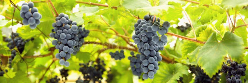 Wijngaard aan harvestGrapesbos op wijnstok met groene bladeren in zonlicht Breed panoramisch formaat voor banner of kader stock foto Wijngaard aan harvestGrapesbos op wijnstok met groene bladeren in zonlicht Breed panoramisch formaat voor banner of kader stock foto