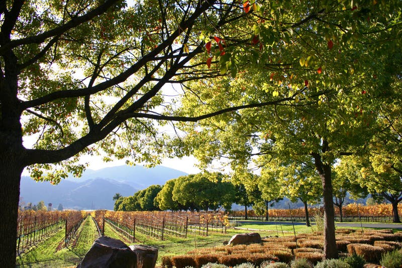 Wijngaard en Rijen van Druiven met Bomen en Bergen in Napa-het Land Californië van de Valleiwijn royalty-vrije stock afbeelding Wijngaard en Rijen van Druiven met Bomen en Bergen in Napa-het Land Californië van de Valleiwijn royalty-vrije stock afbeelding