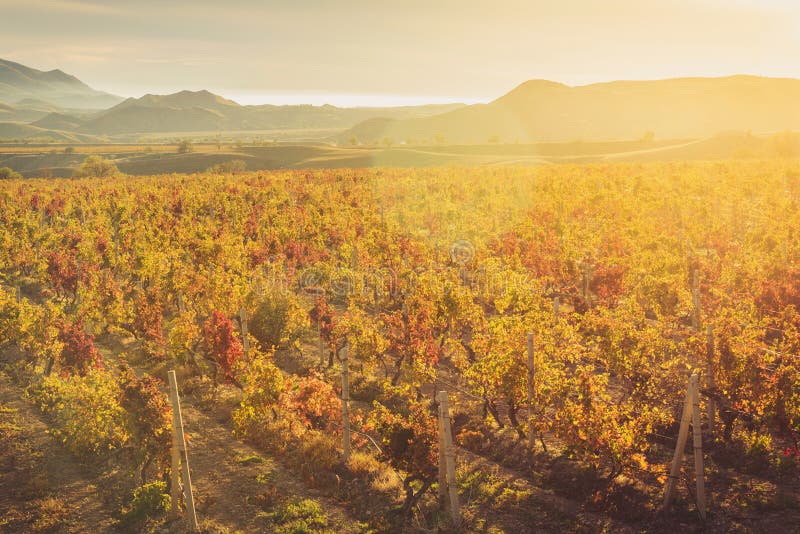 Wijngaard met geel-roodbladeren in de herfst bij zonsondergang stock afbeelding Wijngaard met geel-roodbladeren in de herfst bij zonsondergang stock afbeelding