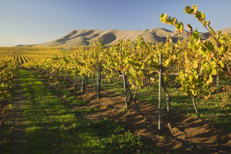 Wijngaard in Santa Maria California