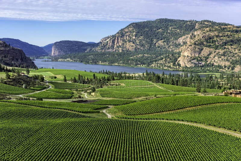 Wijngaarden in het zuiden Okanagan dichtbij Pentiction Brits Colombia Canada met Vaseux-Meer op de achtergrond