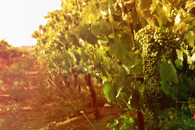 Wijngaardlandschap bij zonsonderganglicht Gefiltreerde wijnoogst