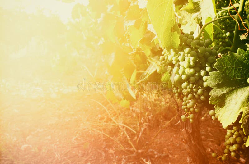 Wijngaardlandschap bij zonsonderganglicht wijnoogst gefiltreerd beeld