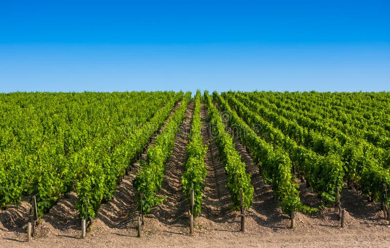 Wijngaardlandschap dichtbij Bordeaux, Frankrijk