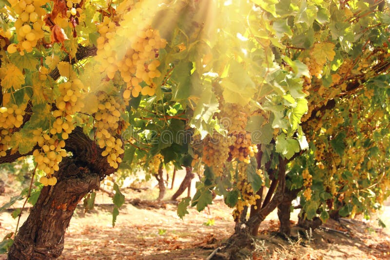 Wijngaardlandschap met rijpe druiven bij zonlicht