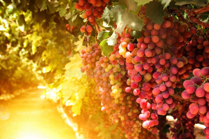 Wijngaardlandschap met rijpe druiven bij zonsondergang wijnoogst gefiltreerd beeld
