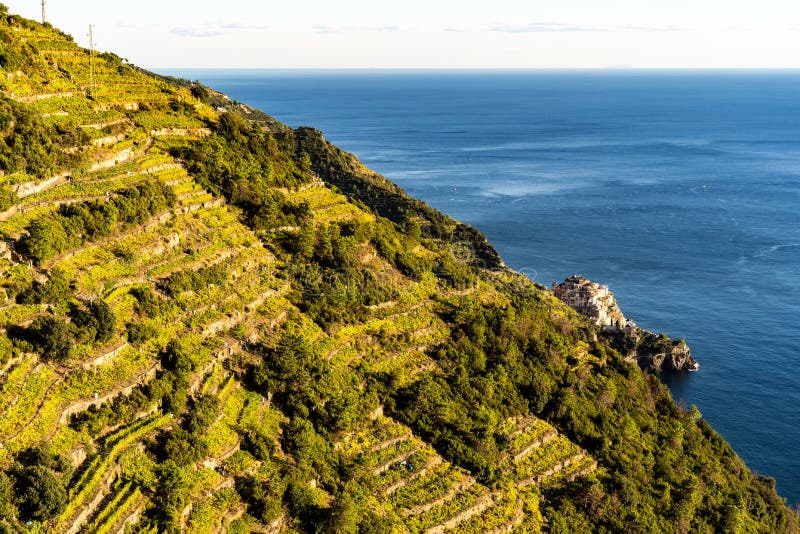 Wijngebieden dichtbij de Middellandse Zee bij Cinque Terre-dorp in Italië royalty-vrije stock afbeeldingen Wijngebieden dichtbij de Middellandse Zee bij Cinque Terre-dorp in Italië royalty-vrije stock afbeeldingen