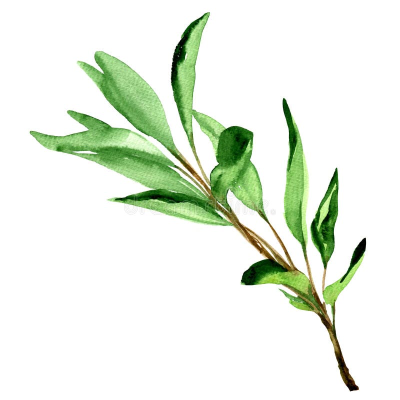 Wijze die bladeren op wit worden geïsoleerd vector illustratie Wijze die bladeren op wit worden geïsoleerd vector illustratie