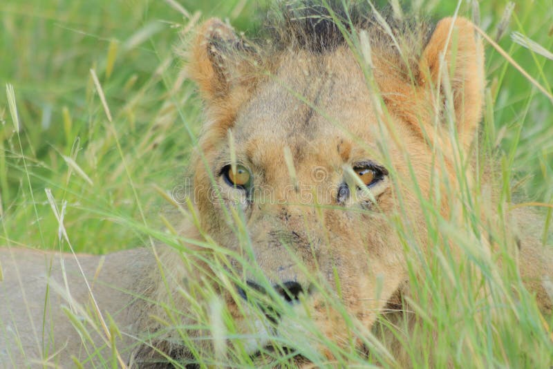 Young adult male lion green grass, central kalahari desert botswana africa stock image Young adult male lion green grass, central kalahari desert botswana africa stock image