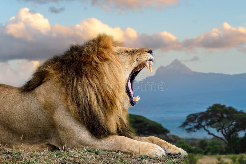 5,867 Angry Lion Stock Photos - Free & Royalty-Free Stock Photos from  Dreamstime