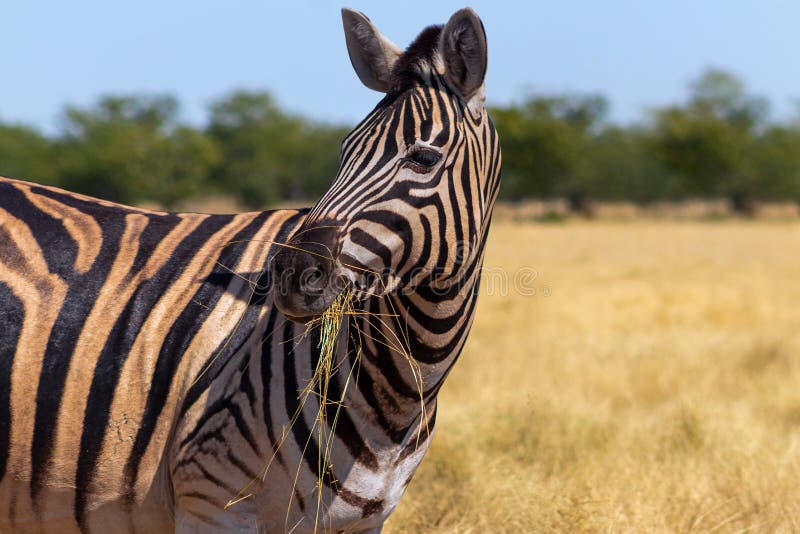 Wild African Animals. African Mountain Zebra Standing In Grassland. Etosha National Park