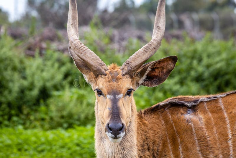 Wild african animals stock photo. Image of park, herd - 165675882 Wild african animals stock photo. Image of park, herd - 165675882