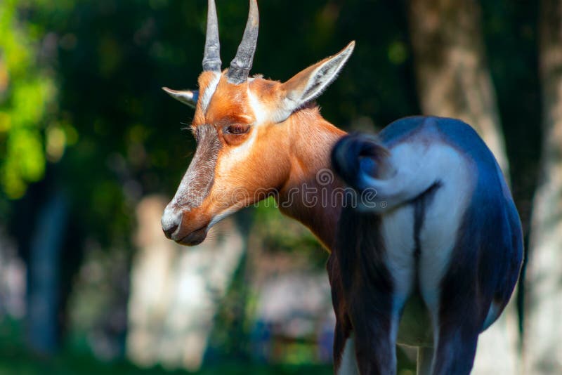 Wild African Animals. Bontebok is One of the Rarest Antelope in the World, on the Beautiful Grassland Etosha National Park Stock Image - Image of national, grass: 183764459 Wild African Animals. Bontebok is One of the Rarest Antelope in the World, on the Beautiful Grassland Etosha National Park Stock Image - Image of national, grass: 183764459