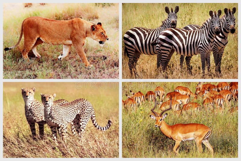 133,157 African Animals Stock Photos - Free & Royalty-Free Stock Photos from Dreamstime 133,157 African Animals Stock Photos - Free & Royalty-Free Stock Photos from Dreamstime
