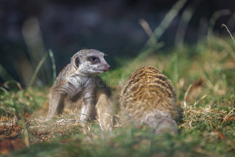 Suricata Suricatta Species of Mongoose Live on the Outskirts of the Desert, Live in Holes in the Ground and Can Stand Like Humans Stock Image - Image of hole, africa: 158933861 Suricata Suricatta Species of Mongoose Live on the Outskirts of the Desert, Live in Holes in the Ground and Can Stand Like Humans Stock Image - Image of hole, africa: 158933861