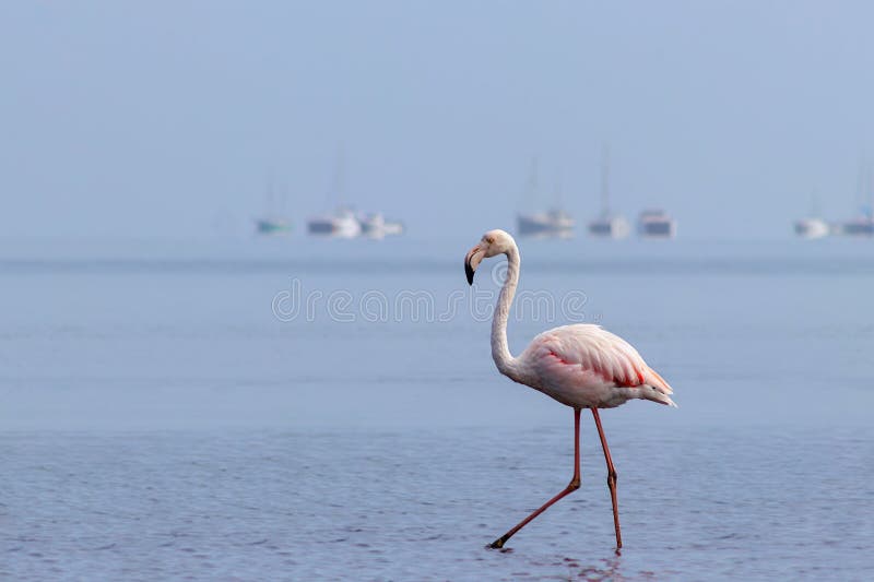 Wild african birds. One bird of pink african flamingo walking around the lagoon