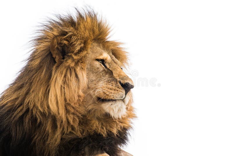 A Four And A Half Year Old Lion On A White Background Stock Photo Download Image Now iStock
