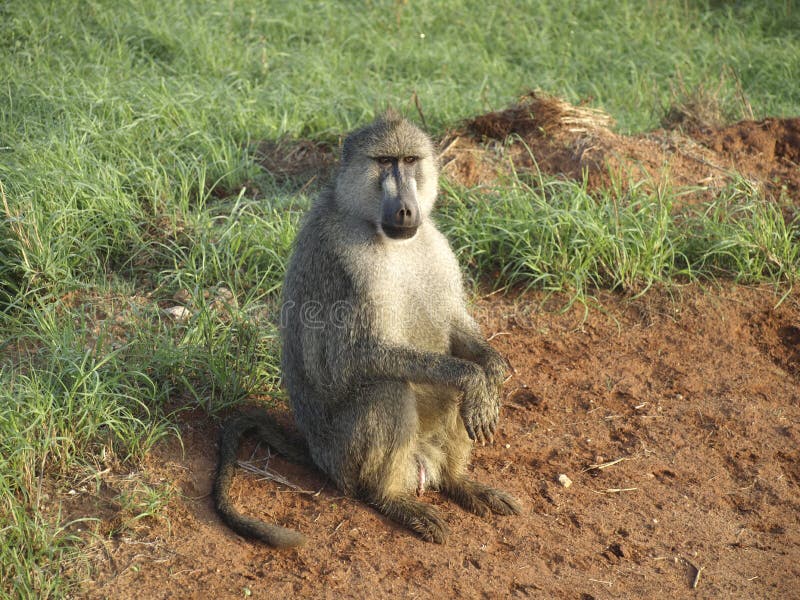 Wild afrikansk apa arkivfoto. Bild av afrikansk, mombasa - 14092624