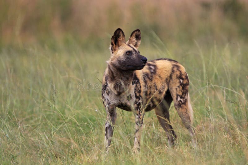 Wild afrikansk hund arkivfoto. Bild av carnivore, angus 5076848