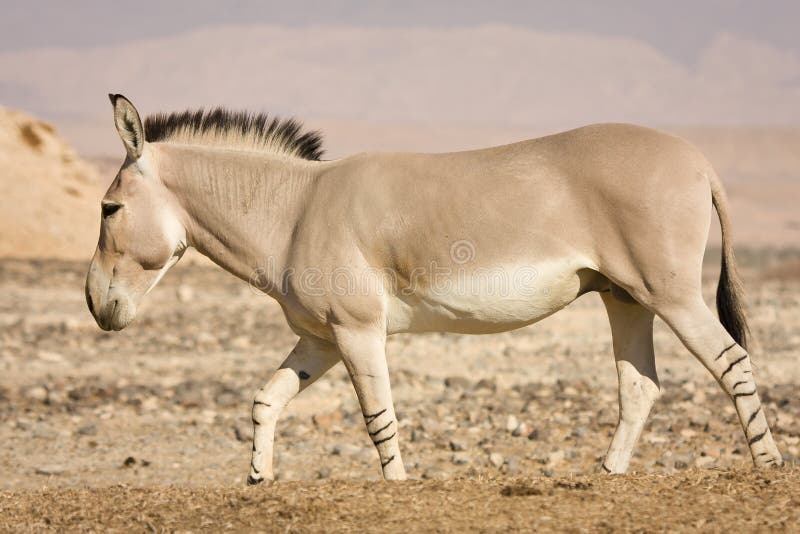 röv svart afrikansk