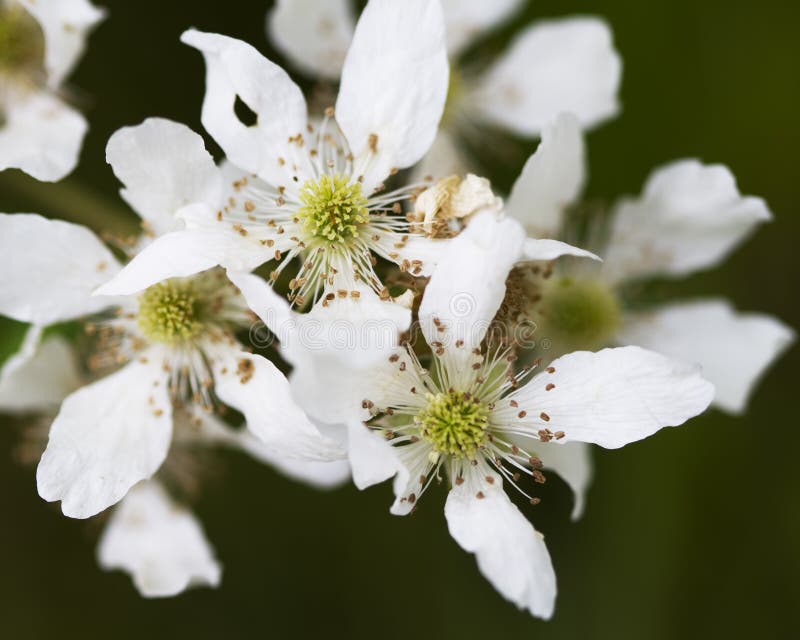 Wild Alabama Blackberry Flowers Stock Photo Image of southern, states 25266022