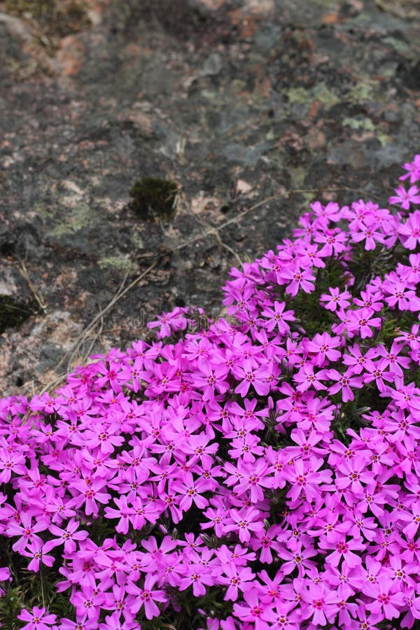Wild alpine flowers stock photo. Image of summer, moss 89341384