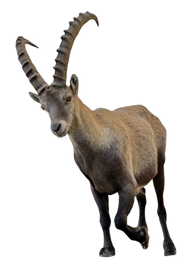 Wild Alpine Ibex - Ste...