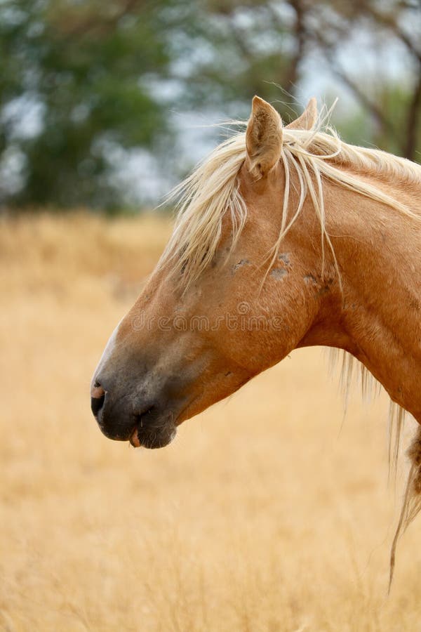 Wild American mustang horse profile headshot closeup royalty free stock photos Wild American mustang horse profile headshot closeup royalty free stock photos