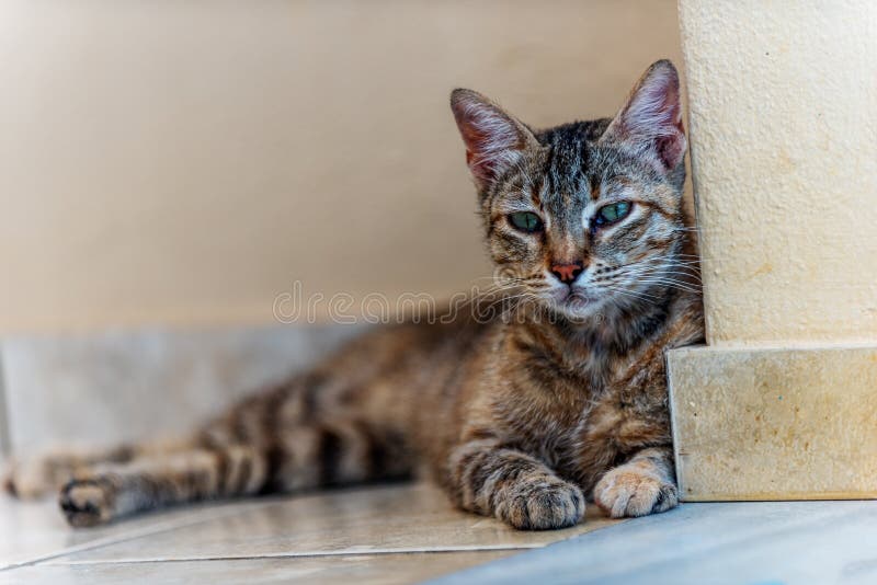 Wild Angry Cat from Crete, Grece Stock Photo Image of beautiful